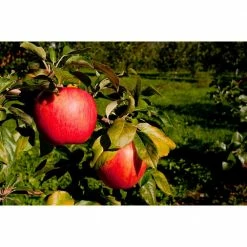 Outlet ⌛ Dwarf Honeycrisp Apple Tree Bare Root by Online Orchards 👏 -Organic Gardening Shop online orchards fruit trees apple 1f 1000