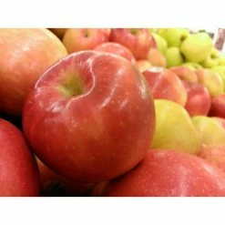 Outlet ⌛ Dwarf Honeycrisp Apple Tree Bare Root by Online Orchards 👏 -Organic Gardening Shop online orchards fruit trees apple 44 1000