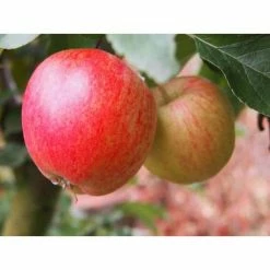 Outlet ⌛ Dwarf Honeycrisp Apple Tree Bare Root by Online Orchards 👏 -Organic Gardening Shop online orchards fruit trees apple 4f 1000