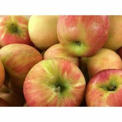 Outlet ⌛ Dwarf Honeycrisp Apple Tree Bare Root by Online Orchards 👏