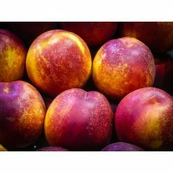 Budget 👏 Flavortop Nectarine Tree Bare Root by Online Orchards 🔥 -Organic Gardening Shop online orchards fruit trees ftnc002 1f 1000