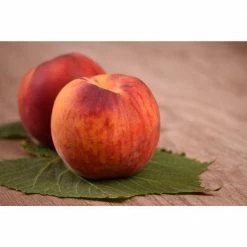Budget 👏 Flavortop Nectarine Tree Bare Root by Online Orchards 🔥 -Organic Gardening Shop online orchards fruit trees ftnc002 44 1000