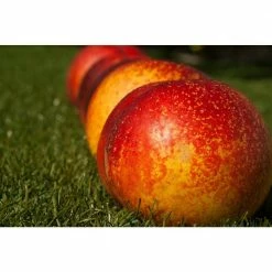 Budget 👏 Flavortop Nectarine Tree Bare Root by Online Orchards 🔥 -Organic Gardening Shop online orchards fruit trees ftnc002 4f 1000
