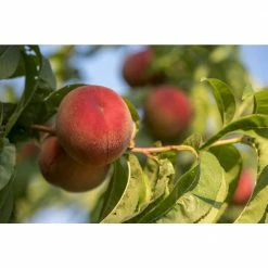 Budget 👏 Flavortop Nectarine Tree Bare Root by Online Orchards 🔥