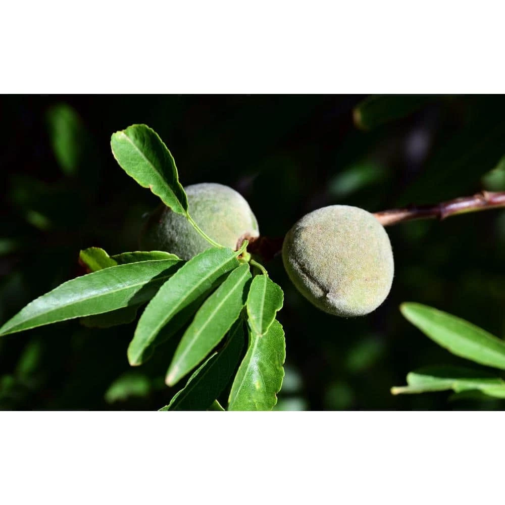 Brand new π Halls Hardy Almond Tree Bare Root by Online Orchards π 4 Brand new π Halls Hardy Almond Tree Bare Root by Online Orchards π - Image 4