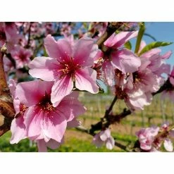 Brand new π Halls Hardy Almond Tree Bare Root by Online Orchards π 9 Brand new π Halls Hardy Almond Tree Bare Root by Online Orchards π -Organic Gardening Shop online orchards fruit trees ntal003 44 1000