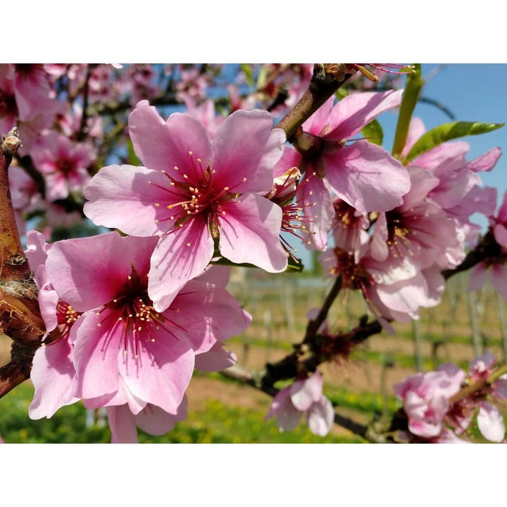 Brand new π Halls Hardy Almond Tree Bare Root by Online Orchards π 5 Brand new π Halls Hardy Almond Tree Bare Root by Online Orchards π - Image 5