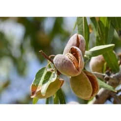 Brand new π Halls Hardy Almond Tree Bare Root by Online Orchards π 7 Brand new π Halls Hardy Almond Tree Bare Root by Online Orchards π -Organic Gardening Shop online orchards fruit trees ntal003 4f 1000