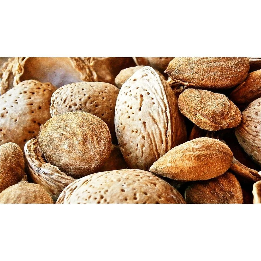 Brand new π Halls Hardy Almond Tree Bare Root by Online Orchards π 1 Brand new π Halls Hardy Almond Tree Bare Root by Online Orchards π