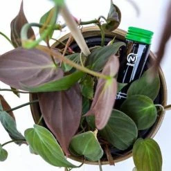 Buy 🎁 1.18 oz. Organic Indoor Houseplant Liquid Balanced Nutrition, Mycorrhizae All Season Plant Food .10 .15 .12 (2-Pack) by NOOT 👏 -Organic Gardening Shop organic plant food noot tube dbl 76 1000