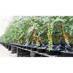 Coupon π SOHUM Living Soil Premium Grade Potting Mix Just Add Water Organic Potting Soil Plant Food by Unbranded β 7 Coupon π SOHUM Living Soil Premium Grade Potting Mix Just Add Water Organic Potting Soil Plant Food by Unbranded β -Organic Gardening Shop organic potting soil essohum20 1f 1000