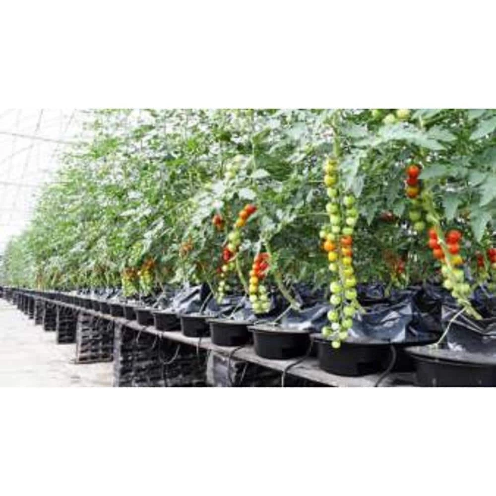 Coupon π SOHUM Living Soil Premium Grade Potting Mix Just Add Water Organic Potting Soil Plant Food by Unbranded β 4 Coupon π SOHUM Living Soil Premium Grade Potting Mix Just Add Water Organic Potting Soil Plant Food by Unbranded β - Image 4