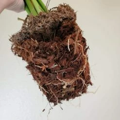 Cheap 🤩 8 qt. Organic Coconut Husk Indoor Plant Potting Mix by NOOT ✨ -Organic Gardening Shop organic potting soil husky mix 1f 1000