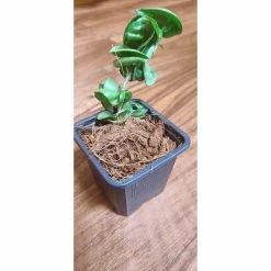 Cheap 🤩 8 qt. Organic Coconut Husk Indoor Plant Potting Mix by NOOT ✨ -Organic Gardening Shop organic potting soil husky mix 44 1000