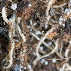 Cheap 🤩 8 qt. Organic Coconut Husk Indoor Plant Potting Mix by NOOT ✨ -Organic Gardening Shop organic potting soil husky mix 4f 1000