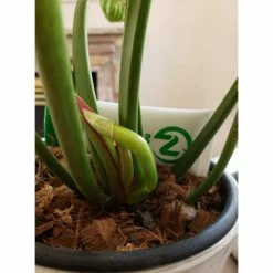 Cheap 🤩 8 qt. Organic Coconut Husk Indoor Plant Potting Mix by NOOT ✨ -Organic Gardening Shop organic potting soil husky mix fa 1000