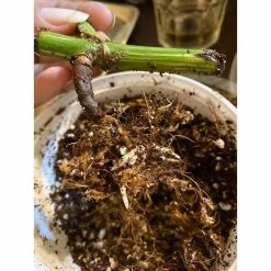 Best Pirce π 1 qt. Organic Propagation Root Rescue Potting Mix by NOOT π 14 Best Pirce π 1 qt. Organic Propagation Root Rescue Potting Mix by NOOT π -Organic Gardening Shop organic potting soil rescue mix 44 1000