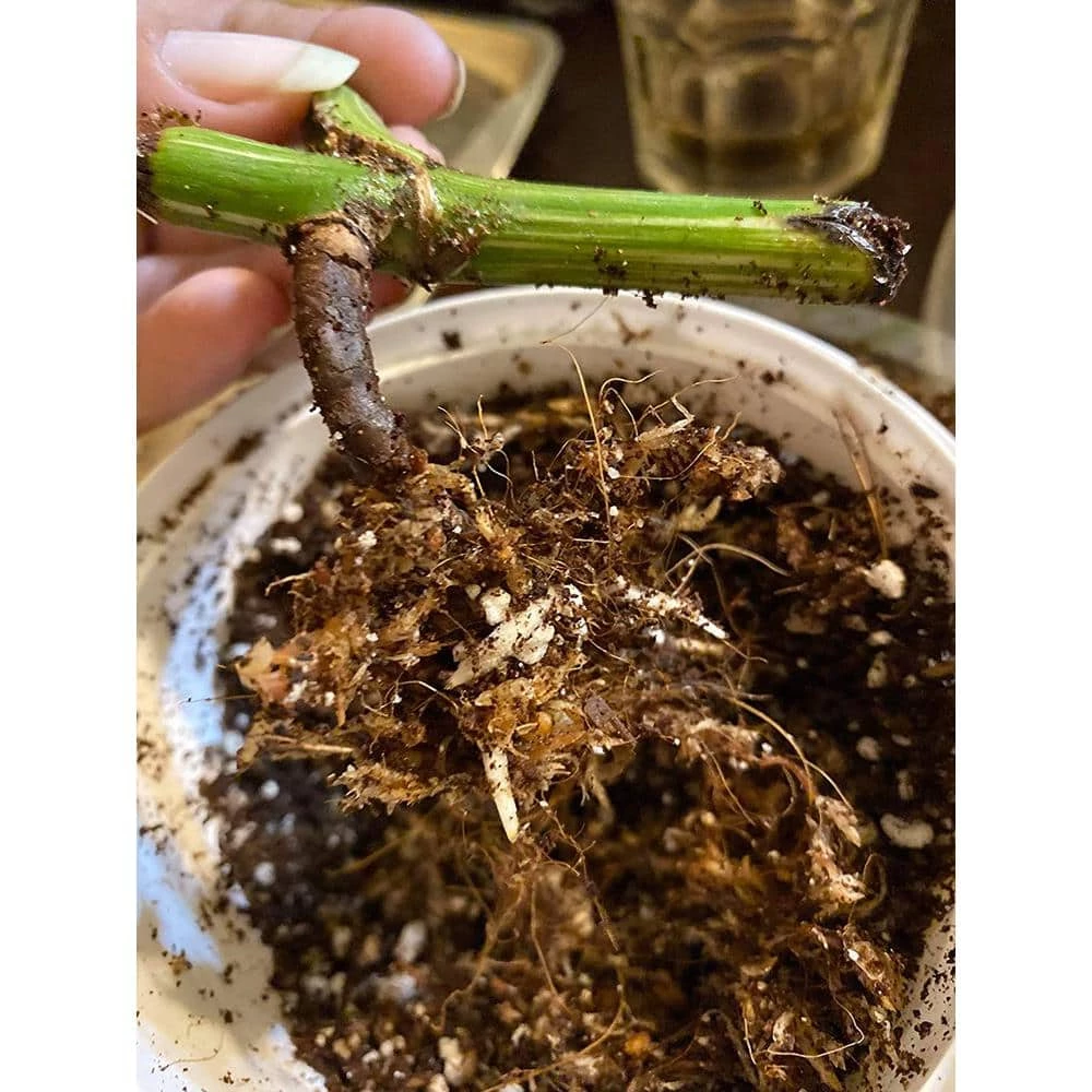 Best Pirce π 1 qt. Organic Propagation Root Rescue Potting Mix by NOOT π 6 Best Pirce π 1 qt. Organic Propagation Root Rescue Potting Mix by NOOT π - Image 6