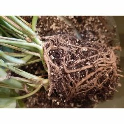 Best Pirce π 1 qt. Organic Propagation Root Rescue Potting Mix by NOOT π 16 Best Pirce π 1 qt. Organic Propagation Root Rescue Potting Mix by NOOT π -Organic Gardening Shop organic potting soil rescue mix 76 1000