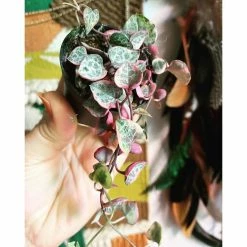 Best Pirce π 1 qt. Organic Propagation Root Rescue Potting Mix by NOOT π 11 Best Pirce π 1 qt. Organic Propagation Root Rescue Potting Mix by NOOT π -Organic Gardening Shop organic potting soil rescue mix c3 1000