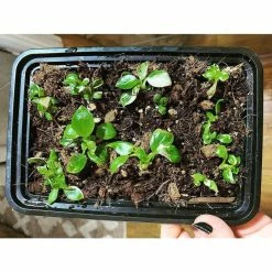 Best Pirce π 1 qt. Organic Propagation Root Rescue Potting Mix by NOOT π 15 Best Pirce π 1 qt. Organic Propagation Root Rescue Potting Mix by NOOT π -Organic Gardening Shop organic potting soil rescue mix fa 1000