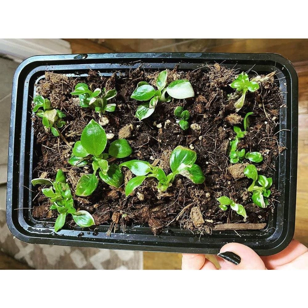 Best Pirce π 1 qt. Organic Propagation Root Rescue Potting Mix by NOOT π 7 Best Pirce π 1 qt. Organic Propagation Root Rescue Potting Mix by NOOT π - Image 7