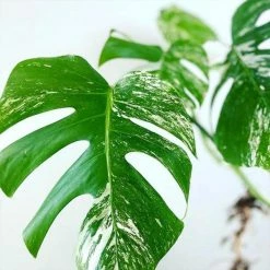 Best Sale 🔔 4.8 qt. Organic Soilless Indoor Plant Potting Mix Coconut Chips, Coco Coir, Perlite Soaked with Plant Food .10 .15 .12 by NOOT 🎁 -Organic Gardening Shop organic potting soil the mix 1f 1000