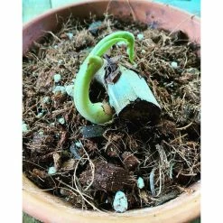 Best Sale 🔔 4.8 qt. Organic Soilless Indoor Plant Potting Mix Coconut Chips, Coco Coir, Perlite Soaked with Plant Food .10 .15 .12 by NOOT 🎁 -Organic Gardening Shop organic potting soil the mix 66 1000