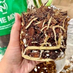 Best Sale 🔔 4.8 qt. Organic Soilless Indoor Plant Potting Mix Coconut Chips, Coco Coir, Perlite Soaked with Plant Food .10 .15 .12 by NOOT 🎁 -Organic Gardening Shop organic potting soil the mix 76 1000
