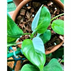 Best Sale 🔔 4.8 qt. Organic Soilless Indoor Plant Potting Mix Coconut Chips, Coco Coir, Perlite Soaked with Plant Food .10 .15 .12 by NOOT 🎁 -Organic Gardening Shop organic potting soil the mix fa 1000