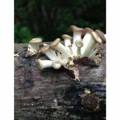 Promo ✔️ 12 in. Oyster Mushroom Log by Unbranded 😀 -Organic Gardening Shop organic vegetable plants 12oyster 1f 1000