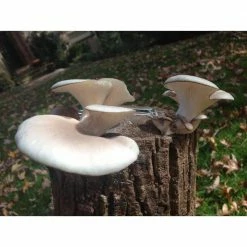 Promo ✔️ 12 in. Oyster Mushroom Log by Unbranded 😀 -Organic Gardening Shop organic vegetable plants 12oyster d4 1000