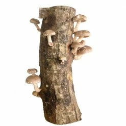 Brand new 🌟 12 in. Shiitake Mushroom Log by Unbranded 💯