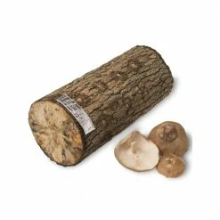 Brand new π 12 in. Shiitake Mushroom Log by Unbranded π― 5 Brand new π 12 in. Shiitake Mushroom Log by Unbranded π― -Organic Gardening Shop organic vegetable plants 12shiitake d4 1000