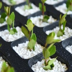 Top 10 ⌛ 8 Qt. Perlite - Growers Grade Soil Amendment by Perfect Plants 🔔 -Organic Gardening Shop perfect plants grow media hdsoil010 4f 1000