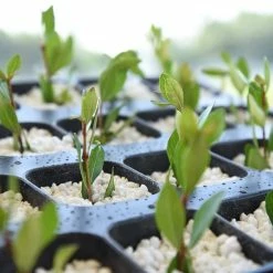 Coupon 😉 4 Qt. Perlite - Growers Grade Soil Amendment by Perfect Plants 😍 -Organic Gardening Shop perfect plants grow media hdsoil017 44 1000