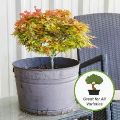 Wholesale 🔥 2 Qt. Organic Bonsai Soil Mix - Premium Balanced Long Term Soil Blend by Perfect Plants 😍 -Organic Gardening Shop perfect plants organic potting soil hdsoil002 1f 1000