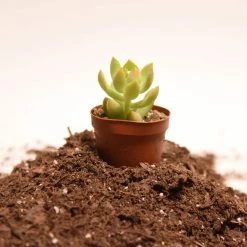 Discount 🥰 4 Qt. Organic Succulent Potting Soil Mix - High Performance Fast Draining Mix by Perfect Plants 😉 -Organic Gardening Shop perfect plants organic potting soil hdsoil003 1f 1000