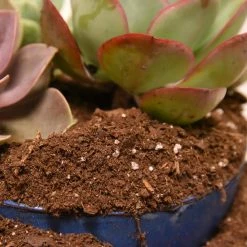 Discount 🥰 4 Qt. Organic Succulent Potting Soil Mix - High Performance Fast Draining Mix by Perfect Plants 😉 -Organic Gardening Shop perfect plants organic potting soil hdsoil003 44 1000