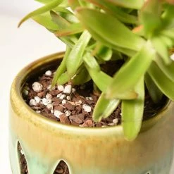 Discount 🥰 4 Qt. Organic Succulent Potting Soil Mix - High Performance Fast Draining Mix by Perfect Plants 😉 -Organic Gardening Shop perfect plants organic potting soil hdsoil003 4f 1000