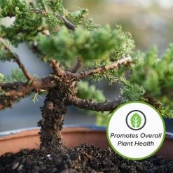 Flash Sale π― 8 Qt. Organic Bonsai Soil Mix - Premium Balanced Long Term Soil Blend by Perfect Plants βοΈ 8 Flash Sale π― 8 Qt. Organic Bonsai Soil Mix - Premium Balanced Long Term Soil Blend by Perfect Plants βοΈ -Organic Gardening Shop perfect plants organic potting soil hdsoil013 4f 1000