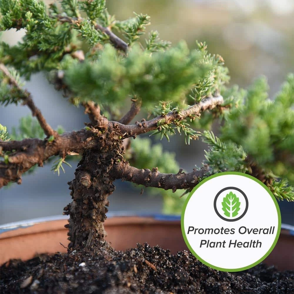 Flash Sale π― 8 Qt. Organic Bonsai Soil Mix - Premium Balanced Long Term Soil Blend by Perfect Plants βοΈ 3 Flash Sale π― 8 Qt. Organic Bonsai Soil Mix - Premium Balanced Long Term Soil Blend by Perfect Plants βοΈ - Image 3