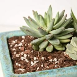 Cheap π€© 8 Qt. Organic Succulent Soil - Premium Fast Draining Blend by Perfect Plants π€© 8 Cheap π€© 8 Qt. Organic Succulent Soil - Premium Fast Draining Blend by Perfect Plants π€© -Organic Gardening Shop perfect plants organic potting soil hdsoil014 1f 1000