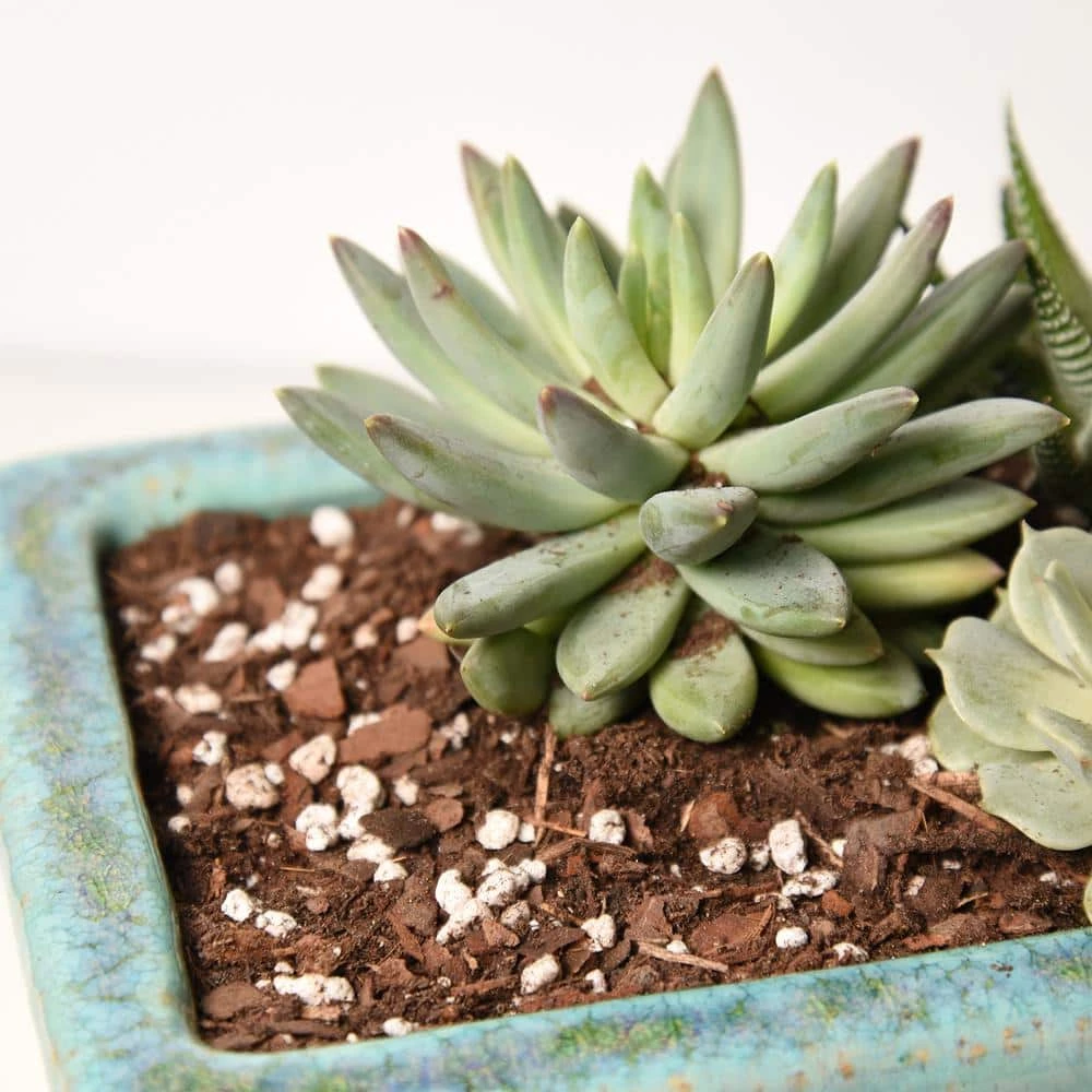 Cheap π€© 8 Qt. Organic Succulent Soil - Premium Fast Draining Blend by Perfect Plants π€© 4 Cheap π€© 8 Qt. Organic Succulent Soil - Premium Fast Draining Blend by Perfect Plants π€© - Image 4