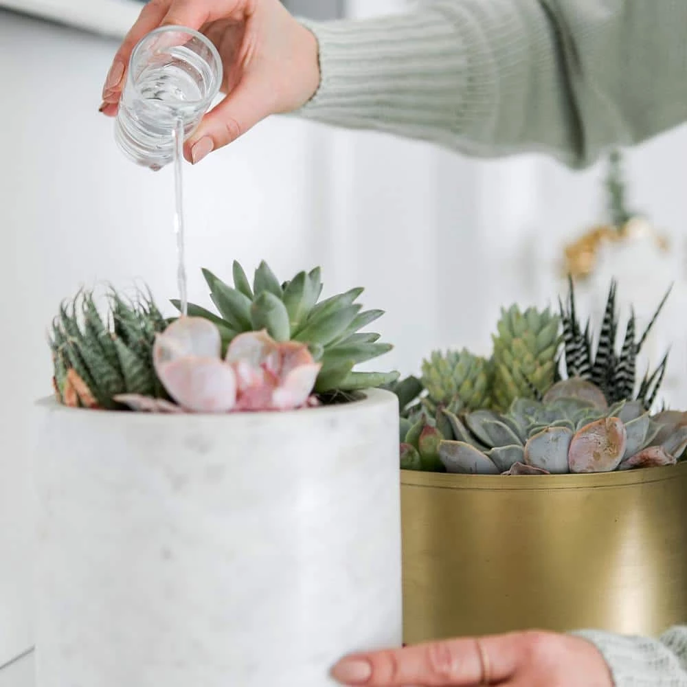 Cheap π€© 8 Qt. Organic Succulent Soil - Premium Fast Draining Blend by Perfect Plants π€© 3 Cheap π€© 8 Qt. Organic Succulent Soil - Premium Fast Draining Blend by Perfect Plants π€© - Image 3