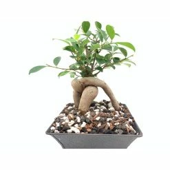 Best deal π 1/4 in. Particle Size, 2 qt. Pine Bark Fines for Bonsai, Orchids, Succulents, Cactus and Other Potted Plant Soil Mixes by The Bonsai Supply π 9 Best deal π 1/4 in. Particle Size, 2 qt. Pine Bark Fines for Bonsai, Orchids, Succulents, Cactus and Other Potted Plant Soil Mixes by The Bonsai Supply π -Organic Gardening Shop the bonsai supply grow media pine bark 2 qt 1f 1000