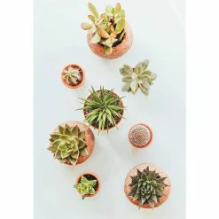 Best deal π 1/4 in. Particle Size, 2 qt. Pine Bark Fines for Bonsai, Orchids, Succulents, Cactus and Other Potted Plant Soil Mixes by The Bonsai Supply π 10 Best deal π 1/4 in. Particle Size, 2 qt. Pine Bark Fines for Bonsai, Orchids, Succulents, Cactus and Other Potted Plant Soil Mixes by The Bonsai Supply π -Organic Gardening Shop the bonsai supply grow media pine bark 2 qt 44 1000