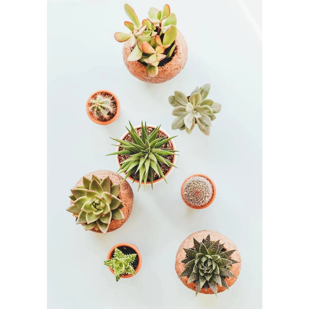 Best deal π 1/4 in. Particle Size, 2 qt. Pine Bark Fines for Bonsai, Orchids, Succulents, Cactus and Other Potted Plant Soil Mixes by The Bonsai Supply π 5 Best deal π 1/4 in. Particle Size, 2 qt. Pine Bark Fines for Bonsai, Orchids, Succulents, Cactus and Other Potted Plant Soil Mixes by The Bonsai Supply π - Image 5