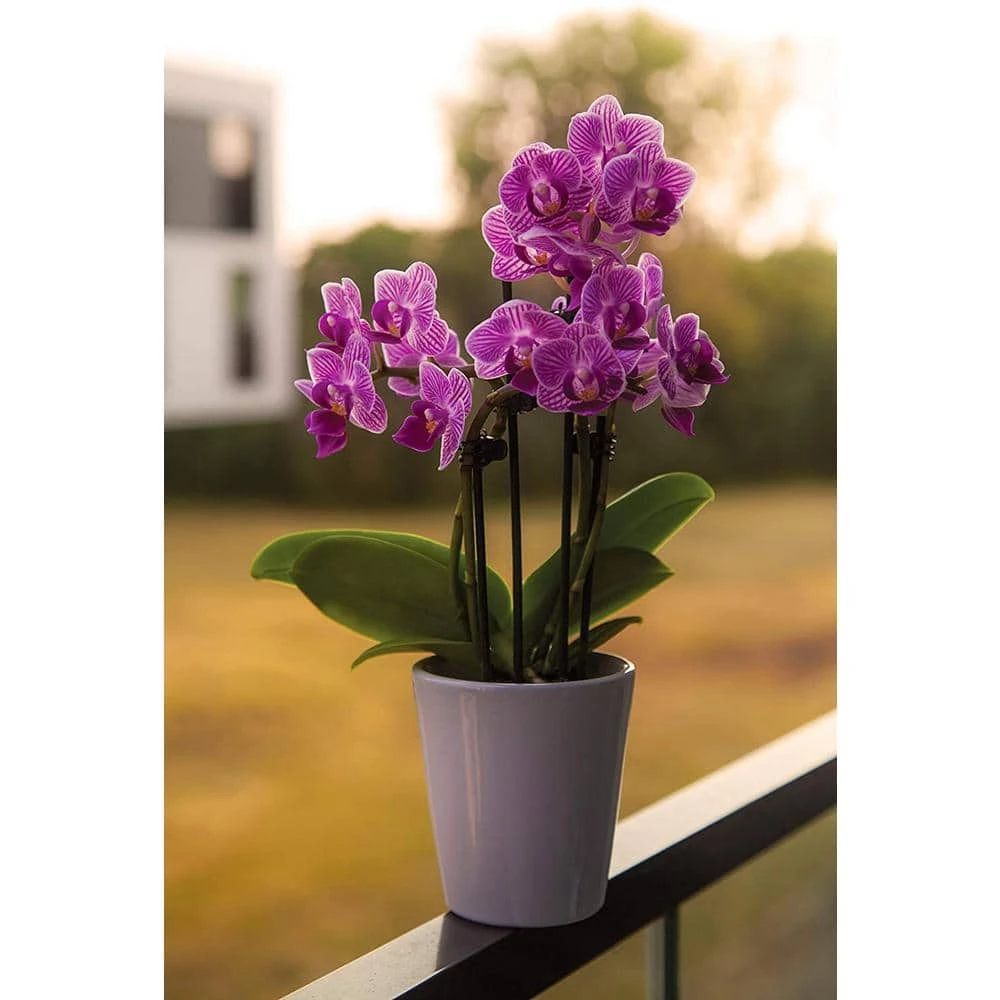 Best deal π 1/4 in. Particle Size, 2 qt. Pine Bark Fines for Bonsai, Orchids, Succulents, Cactus and Other Potted Plant Soil Mixes by The Bonsai Supply π 6 Best deal π 1/4 in. Particle Size, 2 qt. Pine Bark Fines for Bonsai, Orchids, Succulents, Cactus and Other Potted Plant Soil Mixes by The Bonsai Supply π - Image 6