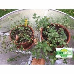 Promo ❤️ 2 lbs. Premium 100% Organic Granular All-Purpose Plant Food and Soil Nourishment/Conditioner and Composter by XtraGrow ⌛ -Organic Gardening Shop xtragrow organic plant food 2420181 1f 1000